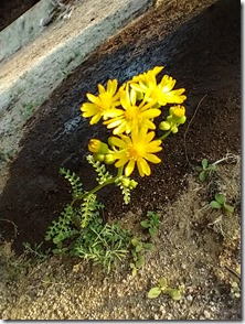 unidentified yellow flowers Skull Valley AZ