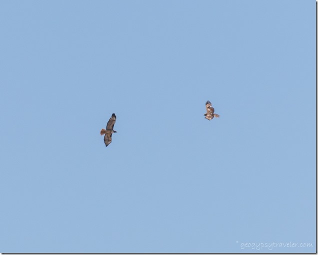 two Red-tailed Hawk birds Ferguson Valley AZ