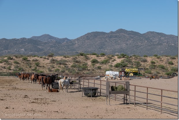 horses feeding fence mts AZ