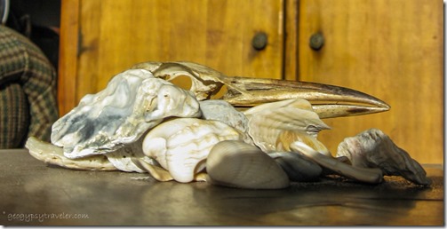 Shells & bird skull Yarnell AZ