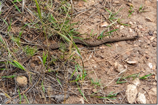 Wandering Garter Snake Rainbow Rim trail Parissawampitts Point Kaibab National Forest Arizona