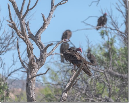 Turkey Vulture birds perched Kirkland AZ