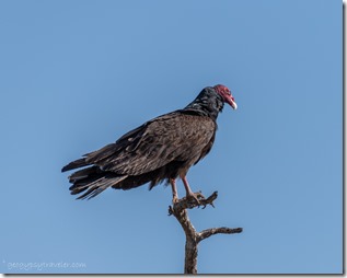 Turkey Vulture bird roosting Kirkland AZ