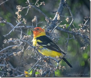 Western Tanager bird Skull Valley AZ