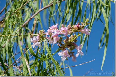 pink Desert willow tree flowers Kirkland AZ