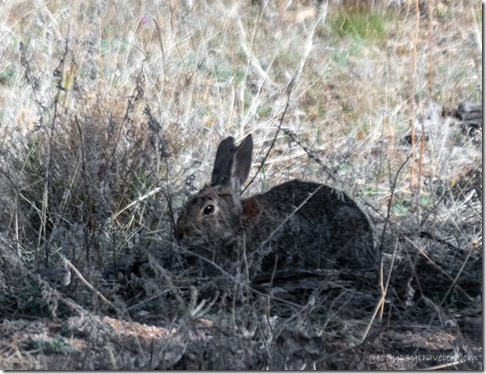 rabbit Skull Valley AZ