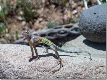 Side-blotched lizard on matate Skull Valley AZ