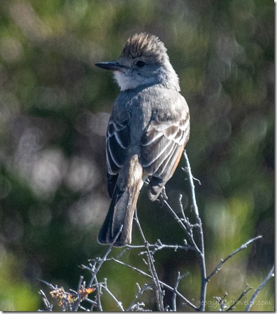 Ash-throated Flycatcher bird Skull Valley AZ