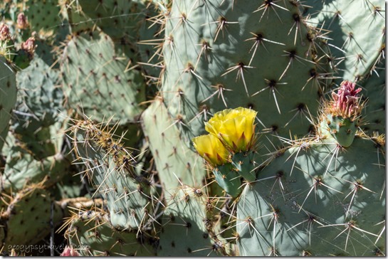 yellow Prickly Pear cactus flowers AZ