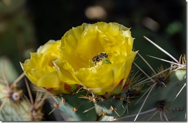 bee inside yellow Pickley Pear cactus flower SR96 AZ