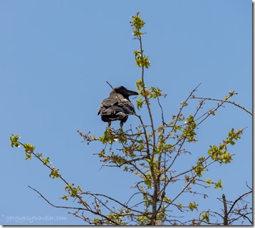 Raven in tree top Skull Valley AZ