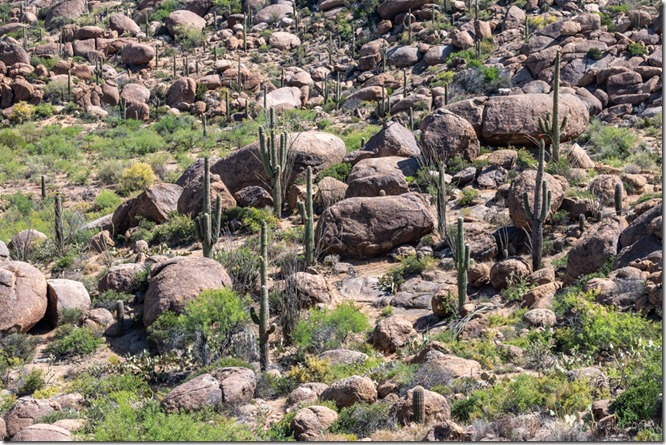 cactus boulders SR96 AZ