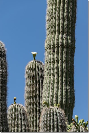 Saguaro cactus flowers & buds AZ