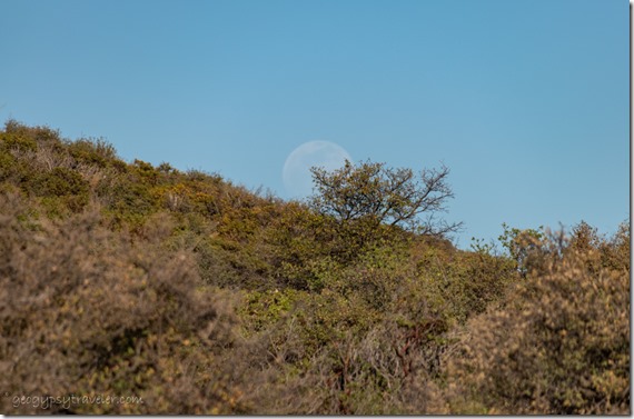 bushes tree moon rise Skull Valley AZ