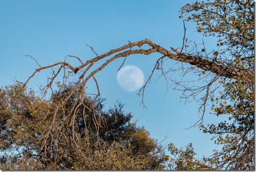 tree moon Skull Valley AZ