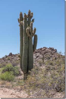 Saguaro cactus buds Santa Maria R Rd AZ