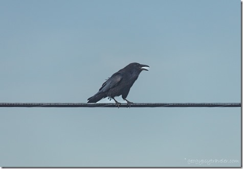 Raven bird on wire Skull Valley AZ
