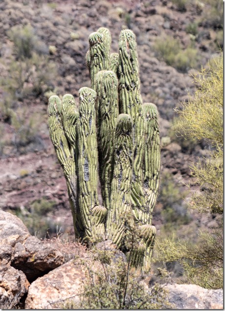 wrinkled Saguaro cactus SR96 AZ