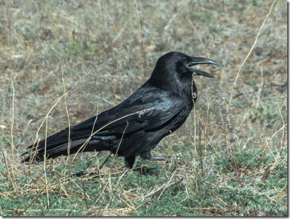 Raven bird walking Skull Valley AZ