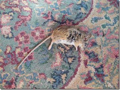 dead mouse Mother's Day Skull Valley AZ