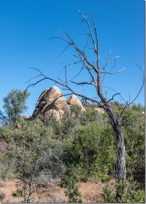 dead tree boulders Skull Valley AZ