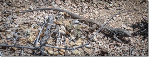 Whiptail lizard Skull Valley AZ