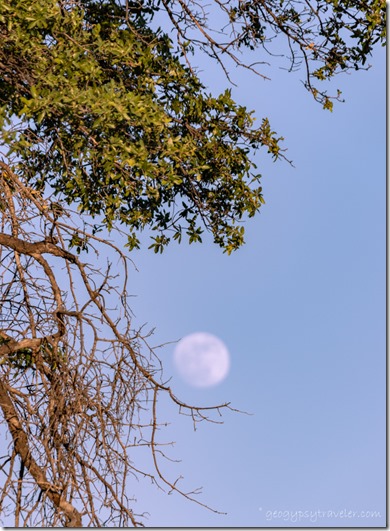 tree frames moon Skull Valley AZ