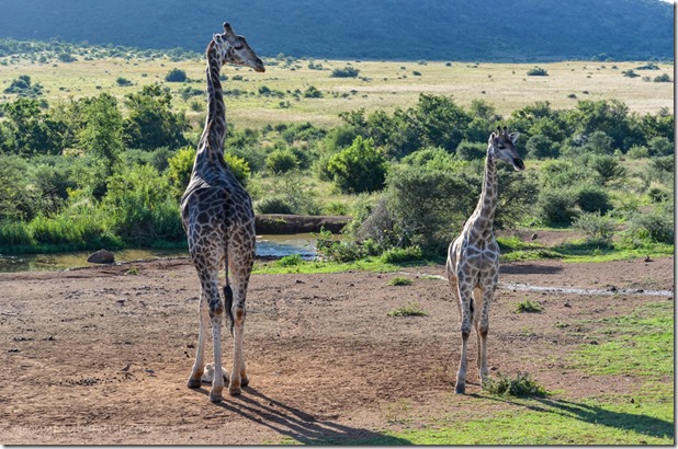 Giraffes by salt lick Pilanesberg Game Reserve South Africa