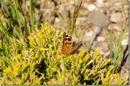 Painted Lady butterfly yellow flowers helipad North Rim Grand Canyon National Park Arizona