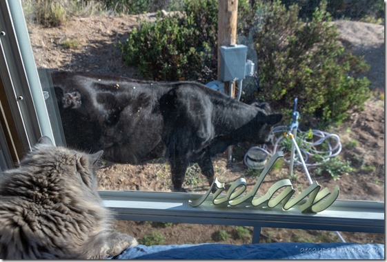 Sierra cat watching cow thru RV window Skull Valley AZ