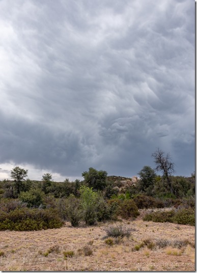 trees stormy clouds Skull Valley AZ