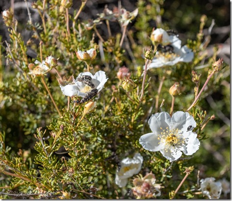 white Cliff Rose flowers & Metallic Woodborer bugs Skull Valley AZ