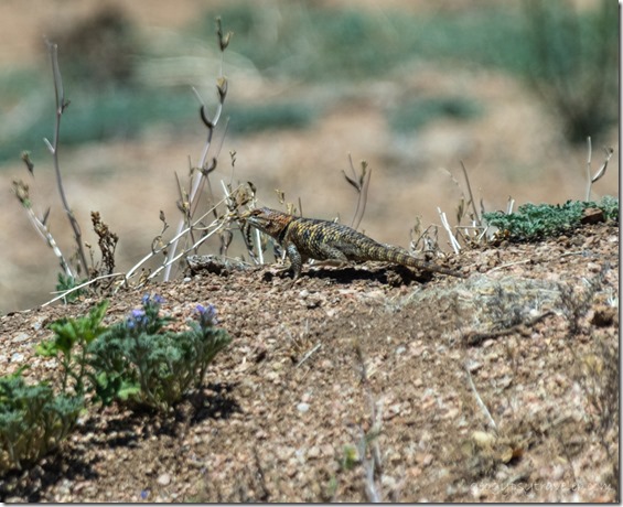 Spiny lizard Skull Valley AZ