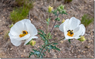 white Prickly Poppy flowers Skull Valley AZ