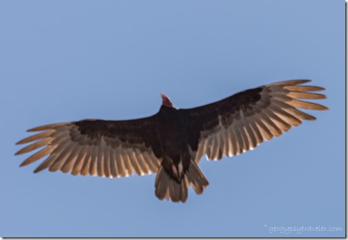 Turkey Vulture bird soaring Skull Valley AZ
