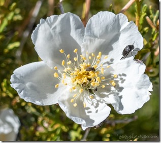  white Cliff Rose flowers & Metallic Woodborer bugs Skull Valley AZ