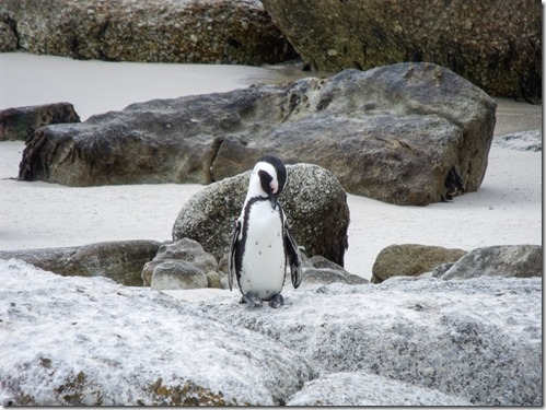 African Jackass Penguin Boulders Table Mt NP Simon's Town Cape Peninsula South Africa