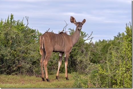 Kudu Addo Elephant National Park South Africa