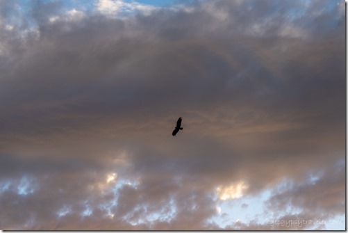 Raven bird against sunset clouds Skull Valley AZ