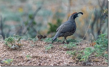 Papa Quail bird & chick Skull Valley AZ