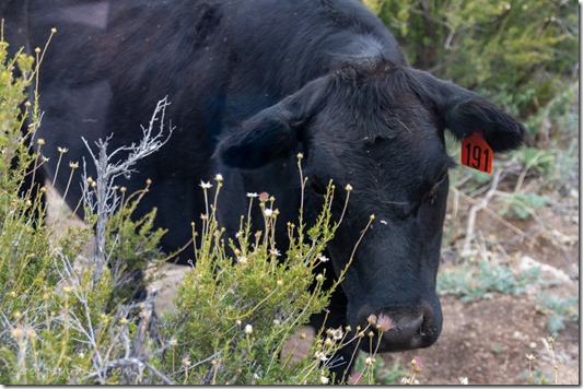 cow eating Cliff Rose bush Skull Valley AZ