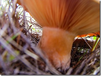 Unknown mushroom along Widforss trail North Rim Grand Canyon National Park Arizona