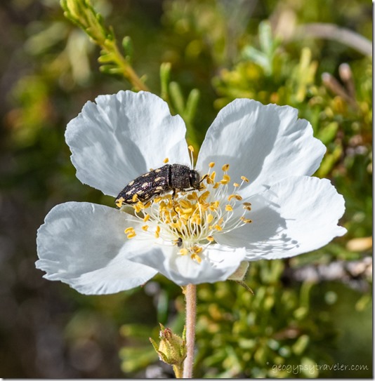 white Cliff Rose flower & Metallic Woodborer bug Skull Valley AZ