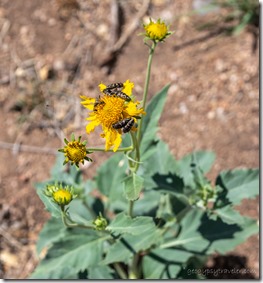 Metallic Woodborers bugs on yellow Cowpen Daisy flowers Skull Valley AZ