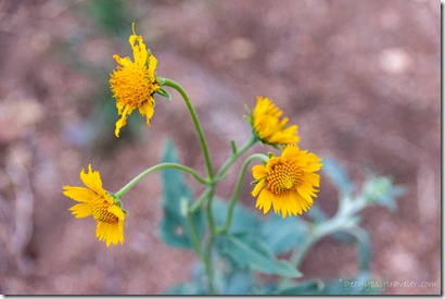 yellow Cowpen Daisy flowers Skull Valley AZ