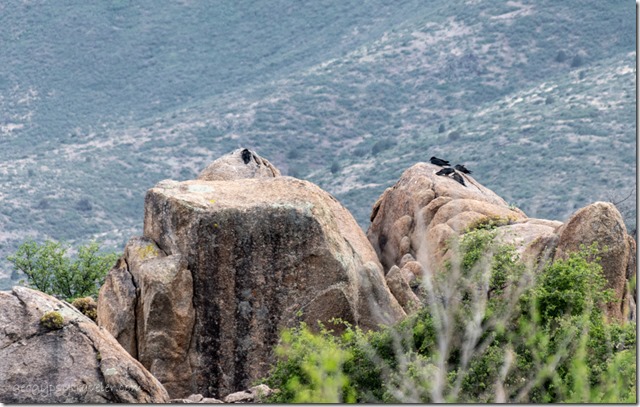 Raven birds on boulders Skull Valley AZ