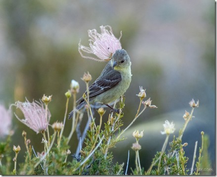 unidentified bird on Apache Plume Skull Valley AZ