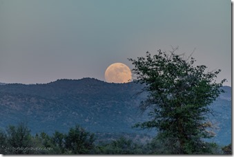tree Bradshaw Mts full moon rise Skull Valley AZ