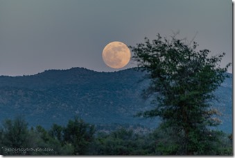 tree Bradshaw Mts full moon rise Skull Valley AZ