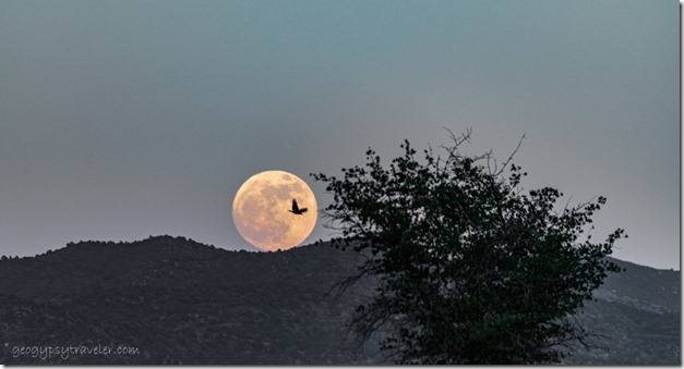 tree mt bird full moon Skull Valley AZ
